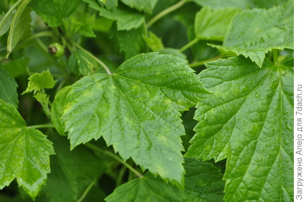 похожие на трехлопастные листки