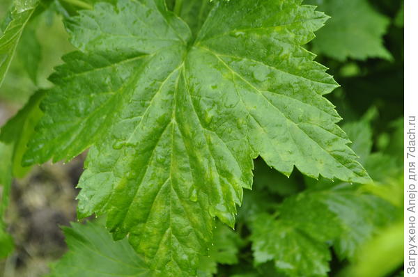 теких с пятнами желтыми листьев тоже много. Раньше чае встречалась ржавчина на кустах
