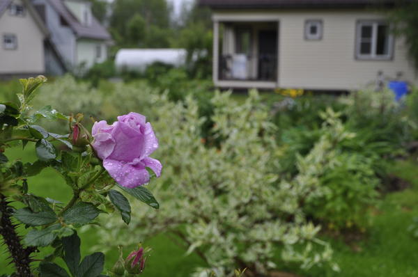Цветок в стадии роспуска