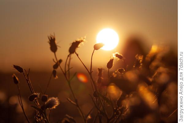 солнечный одуванчик