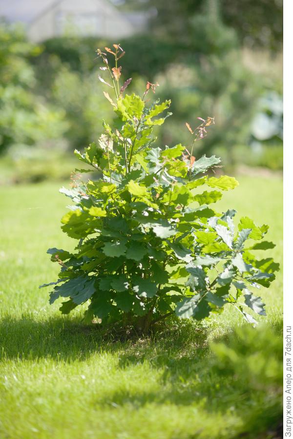 Дуб, лет пять-семь, посажен на пень осенью