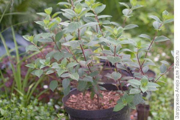 Самарская Лидия