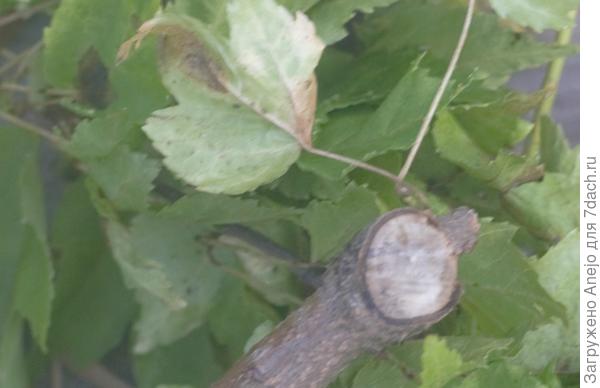 Срез третий