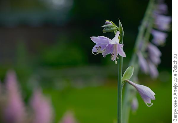 Хосты очнеь мило цветут не понимаю, кому их палки не по душе)