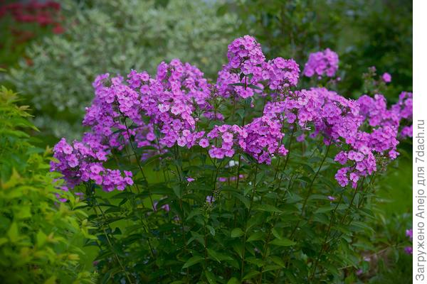 В мае у бабушек купила, не жалею