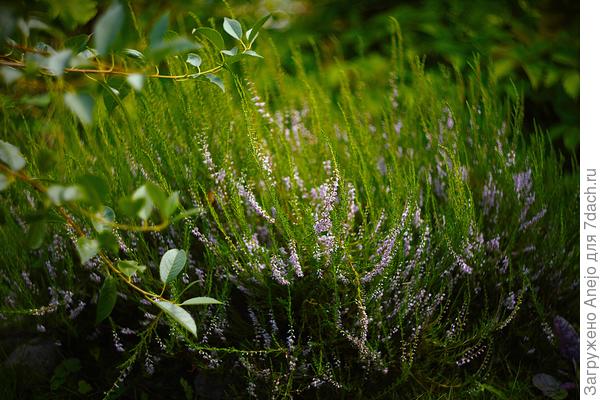 вереск лесной куст первый