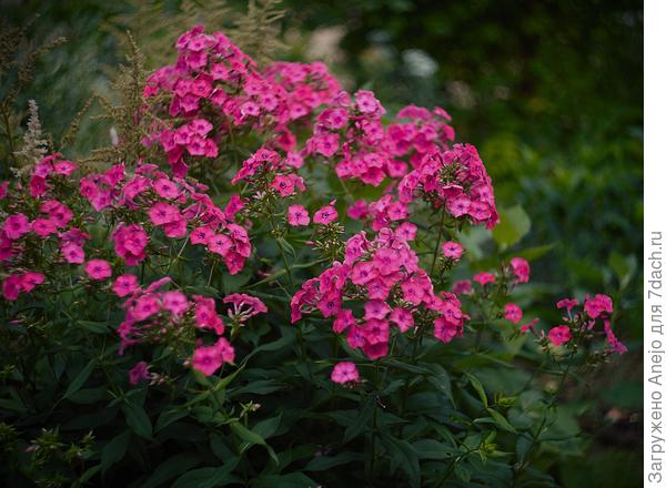 "поясной портерт флокса