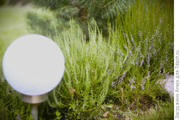 Вереск белый, культурный