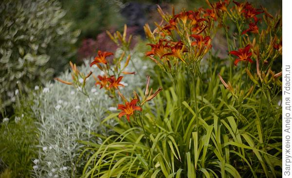 лилейник на фоне анафалиса (подрезала чтобы не разваливался) сзади дерен