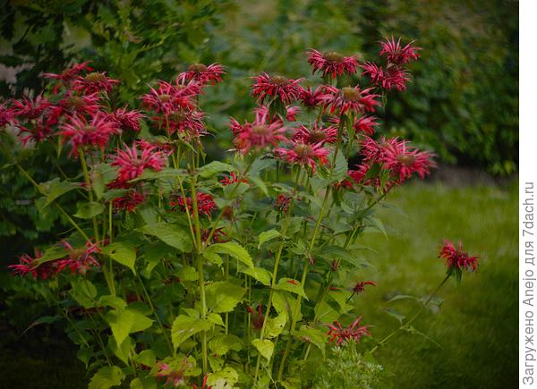 Растрепыши монарды в массиве хороши.