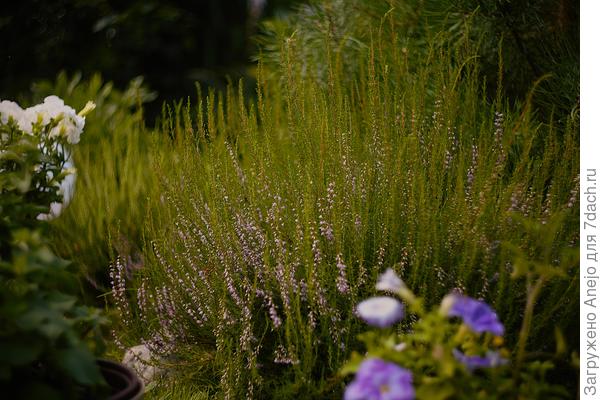 Вереск лесной под сосной куст второй