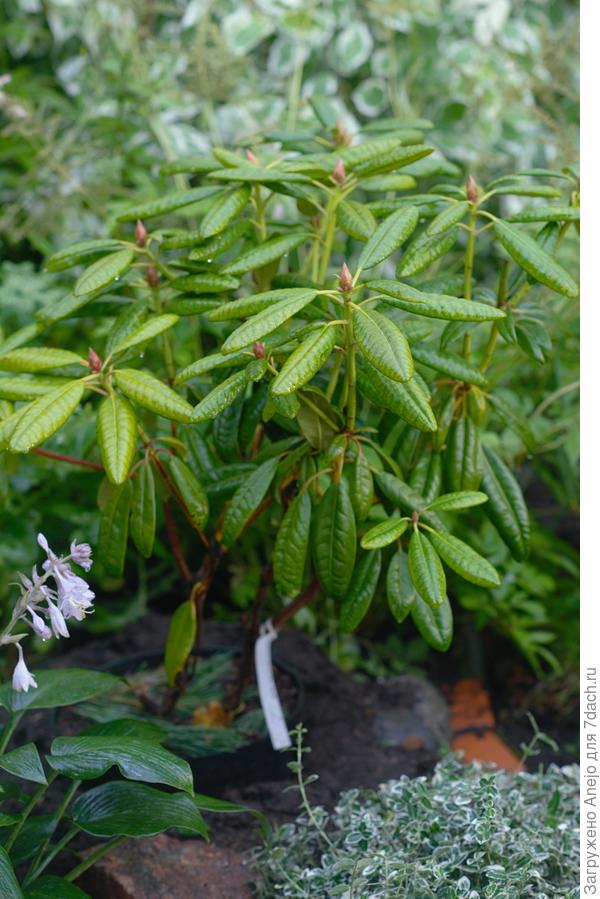 В полный рост