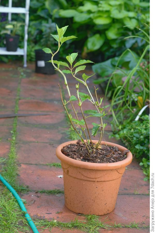 Фантом. Почти совсем помиранец был. Обрезала три побега сверху. Два удалось сохранить.