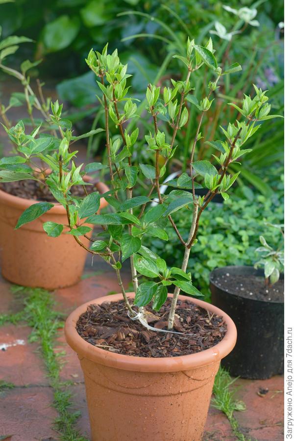 Грандифлора. Повезло больше, только половинила некоторые листья. некоторые снизу сами облетели.