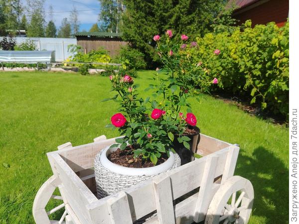 Разные корданки