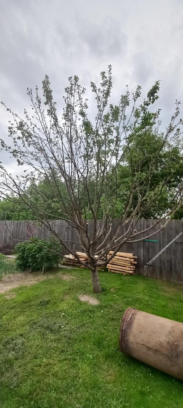 Фото дерева