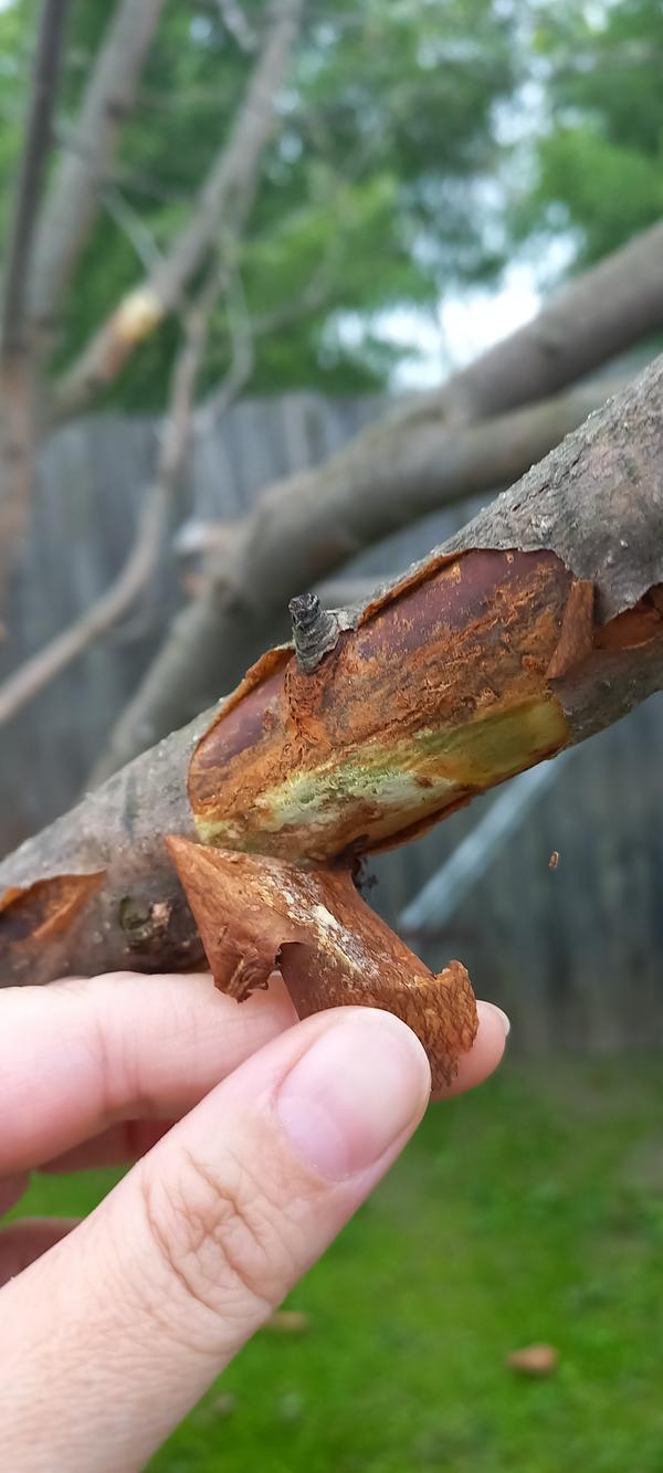 Фото ствола дерева 3