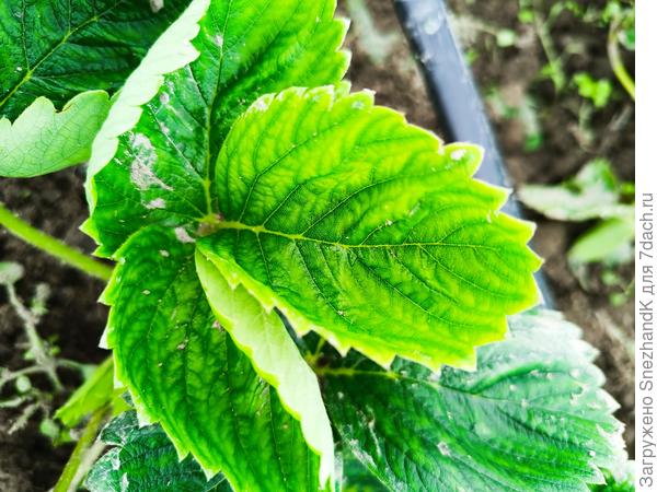 И на молодых тоже