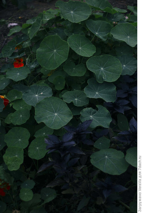 Люблю настурцию за пластинки её листьев, цветы — это вторично