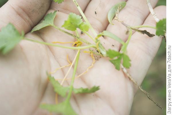 Срочно сжечь!