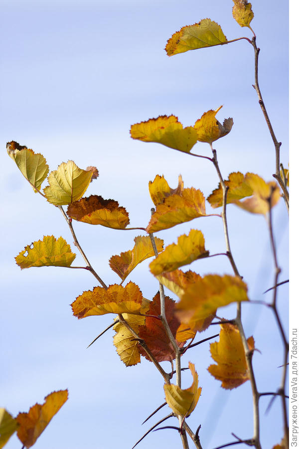 Боярышник озолотился