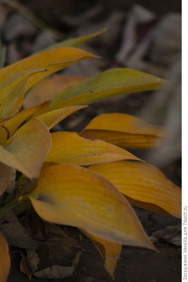 Хосты тоже золотом засветились