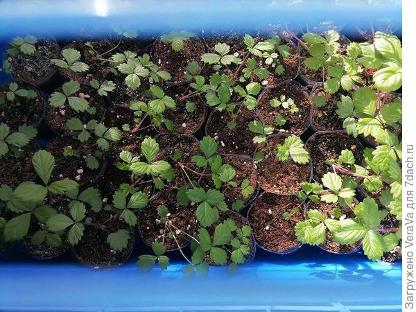 Клетки для крыс и от котов:)