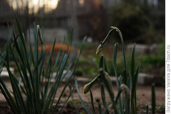 Нарциссы ещё стоят в чулочках. Не пропустить бы цветение!