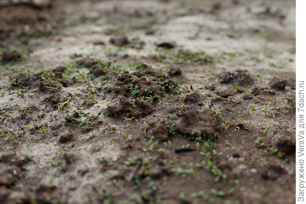 А это посеянный неделю назад клевер проснулся