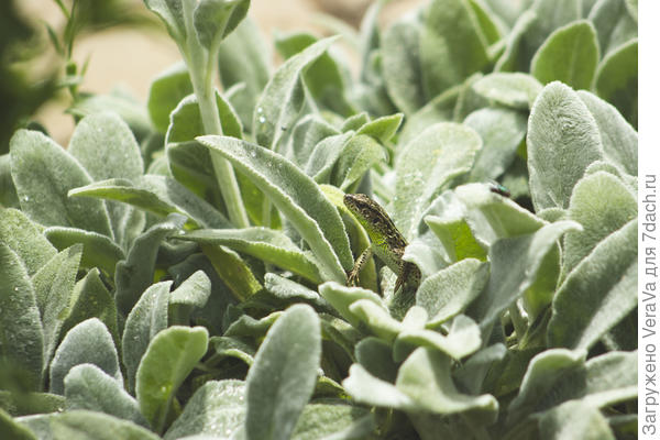 Загорает и позирует.