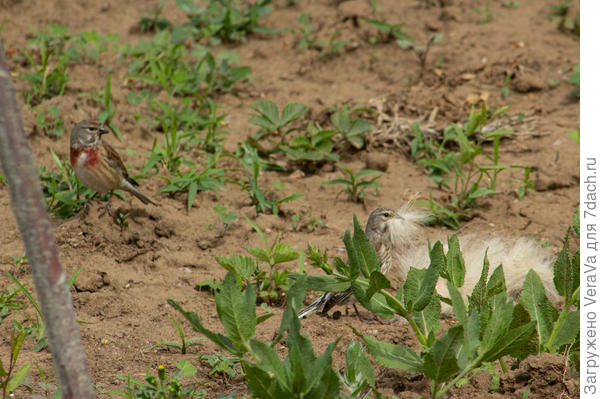 Прилетала пара коноплянок собирать выщипанную накануне шерсть Найды. Мальчик пел (Любимая, я подарю тебе звезду! ©), а девочка собирала тёплый материал для гнезда.