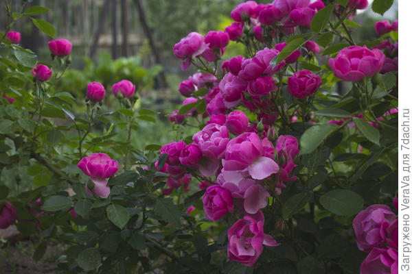 В считанные часы Ангела распустила десятки бутонов и теперь горит розовым пламенем посреди участка.