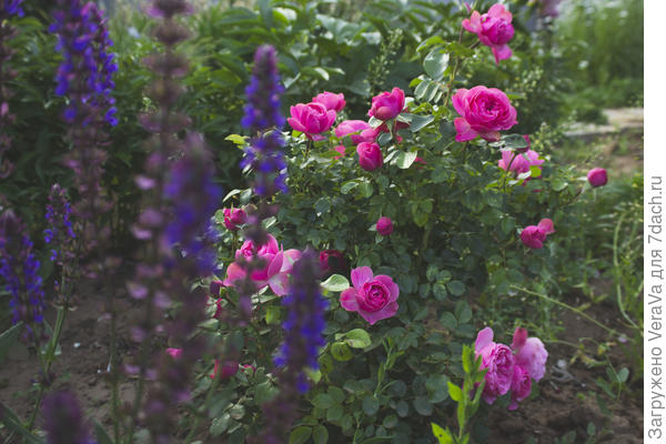 Да Винчи скромно выглядывает из зарослей шалфея.