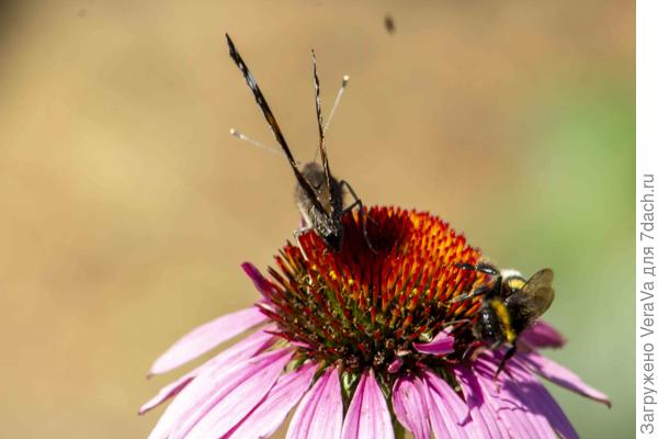 Конкуренты