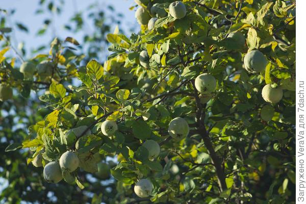 Яблоками пахло на всю улицу