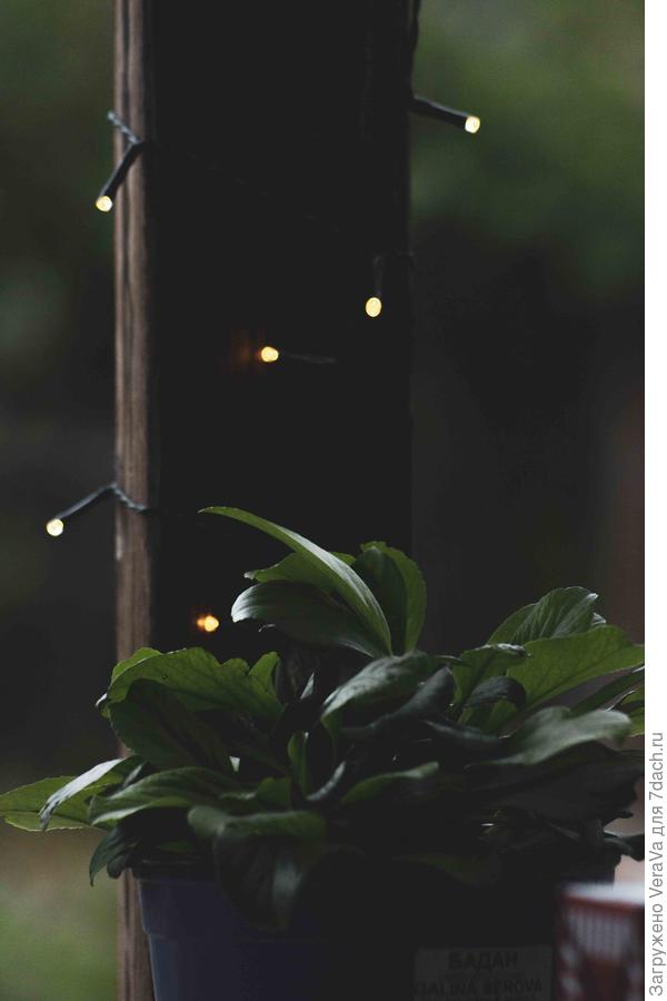 Новенький бадан из Леруа