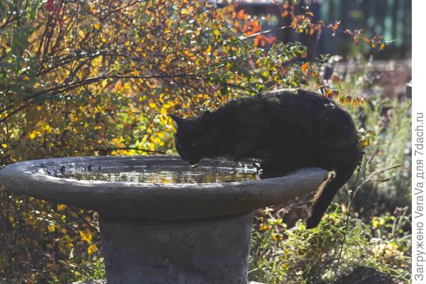 Поилки планировались для птичек, но у котиков они более популярны
