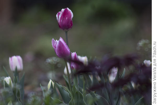 Весна, мы тебя ждём!