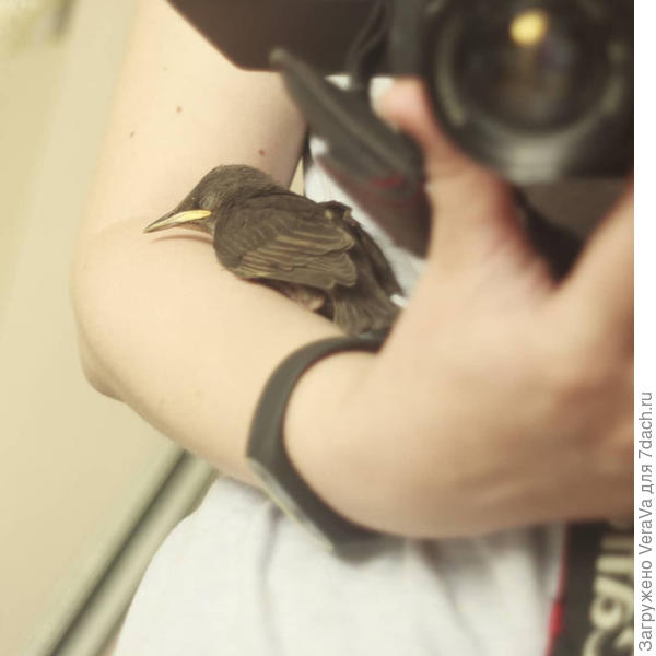 Налетался и уснул