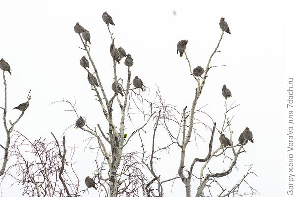 Вид из окна на стайку