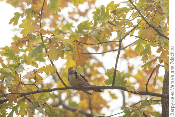 Не очень юные