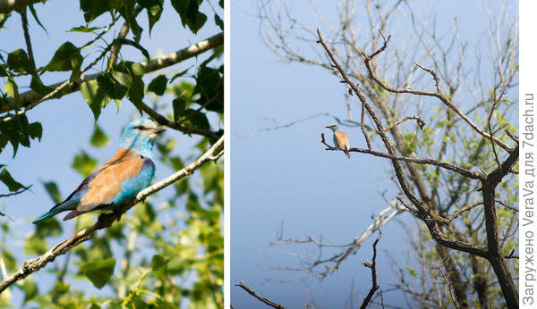 Обычно с каждым разом мне удаётся подкрасться всё ближе, но размытые фото первых встреч храню.