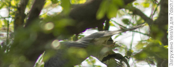 С добычей в когтях