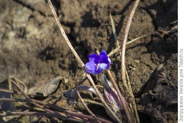 А это дачный привет из прошлой субботы — посаженная осенью печёночница готовит меня к чему-то прекрасному)