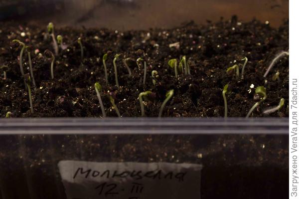 А это молюцелла, ура-ура-ура! Пришлось оставить едкий комментарий упаковщикам маркетплейса, которые цепляют свои огромные куар-коды на важную информацию на упаковке. Если честно, приготовилась снова зарыть деньги — нет, взошла бодро! Ура, отправится к малочисленным родственникам в цветник.