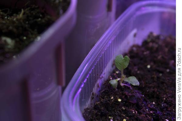 Делегат от шалфеев "Нью Доун" явился сообщить, что остальные его сопартийцы (и розовые, и синие), весну игнорируют. Ну хоть один розовенький будет (т-т-т)