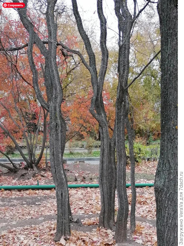 А это танцующие стволы скумпий, я в них влюблена