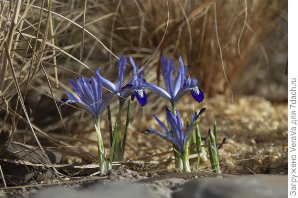 Ирисы Алида