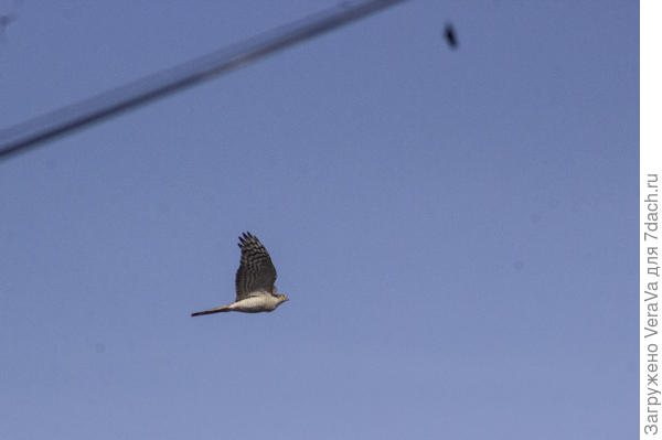 Перепелятник