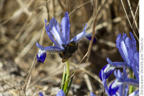 Шмель-трудяга (точнее, шмелица)